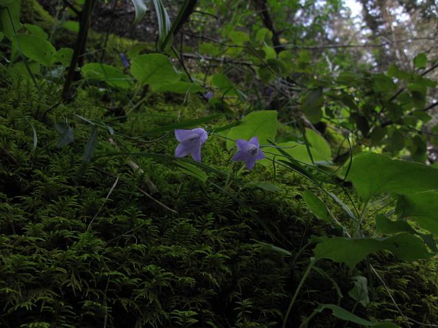 036.JPG - Bluebells