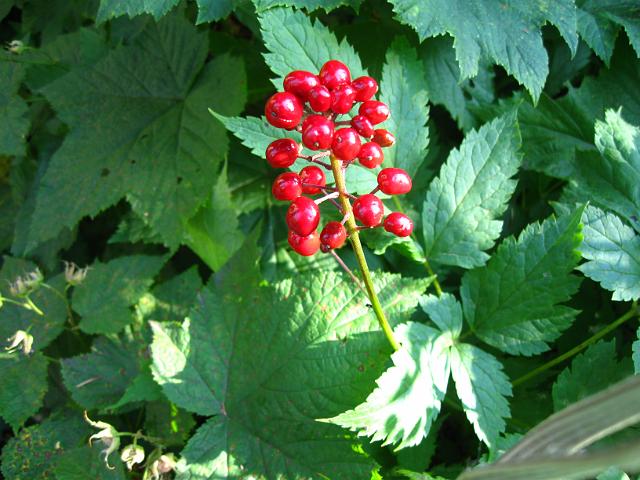 103.JPG - Upper Two Medicine Trail
