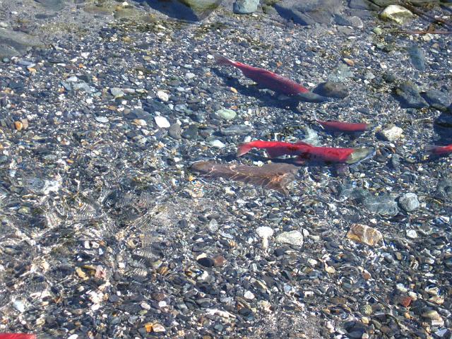 136.JPG - Wallowa River Kokanee