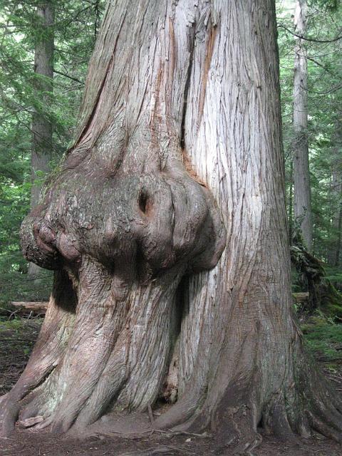 023.JPG - Avalanche Creek