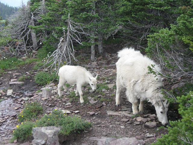 054.JPG - Hidden Lake Trail