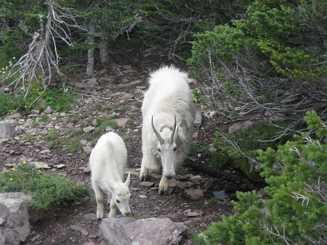055.JPG - Hidden Lake Trail