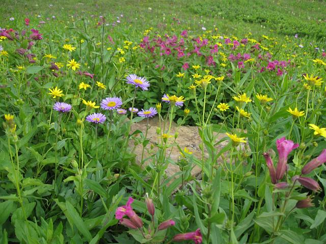 058.JPG - Hidden Lake Trail