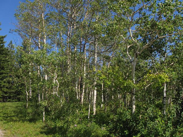 075.JPG - Leaning Tree RV Park