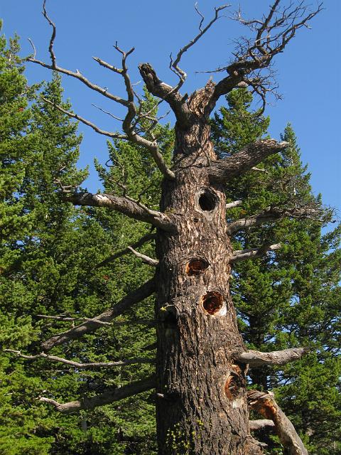 076.JPG - Leaning Tree RV Park