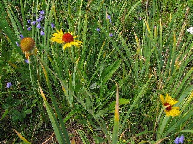 095.JPG - Montana Hwy 49