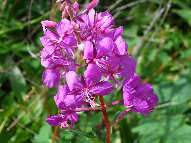 114.JPG - Two Medicine