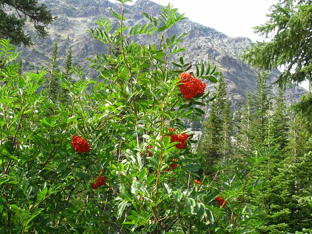 117.JPG - Two Medicine