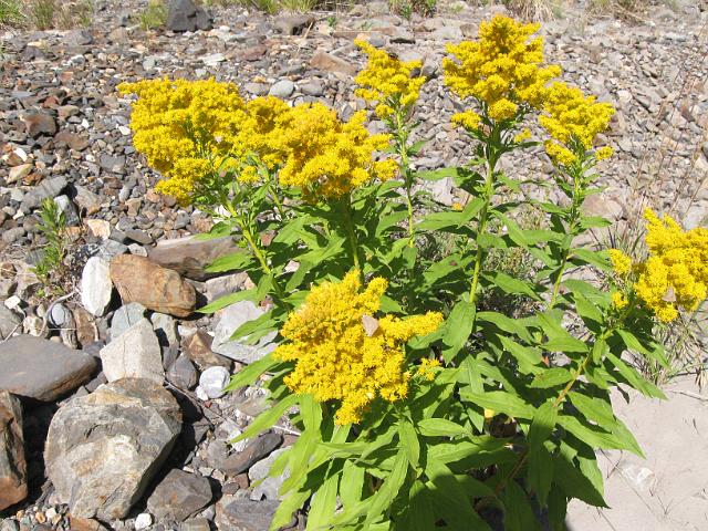 135.JPG - Falls Creek Falls Trail